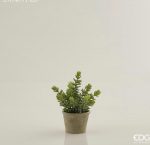 Pianta succulent west in vaso H18