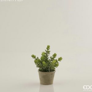 Pianta succulent west in vaso H18