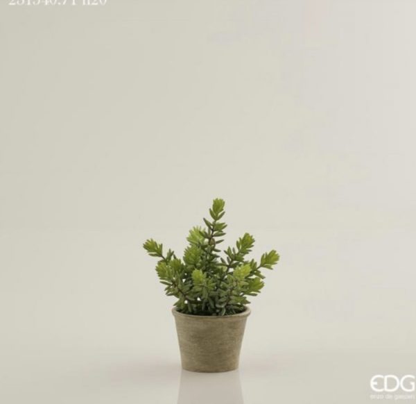 Pianta succulent west in vaso H18