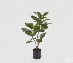 Ficus chic H64cm