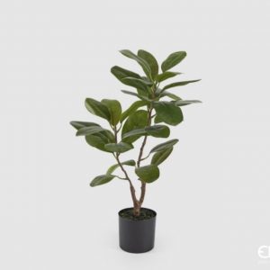 Ficus chic H64cm