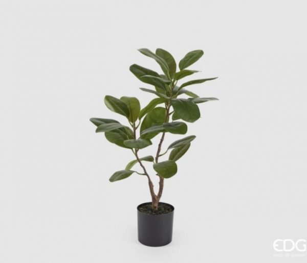 Ficus chic H64cm