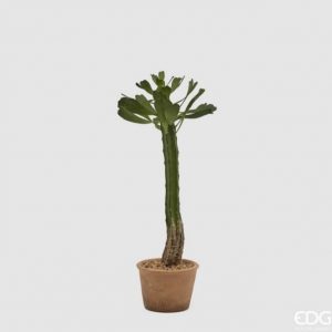 Cactus in vaso H53