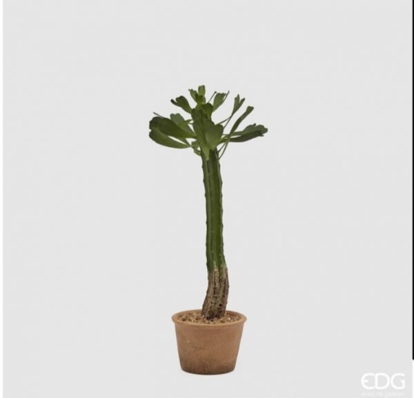Cactus in vaso H53