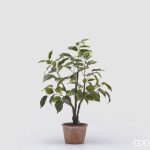 Ficus con vaso H51