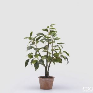 Ficus con vaso H51