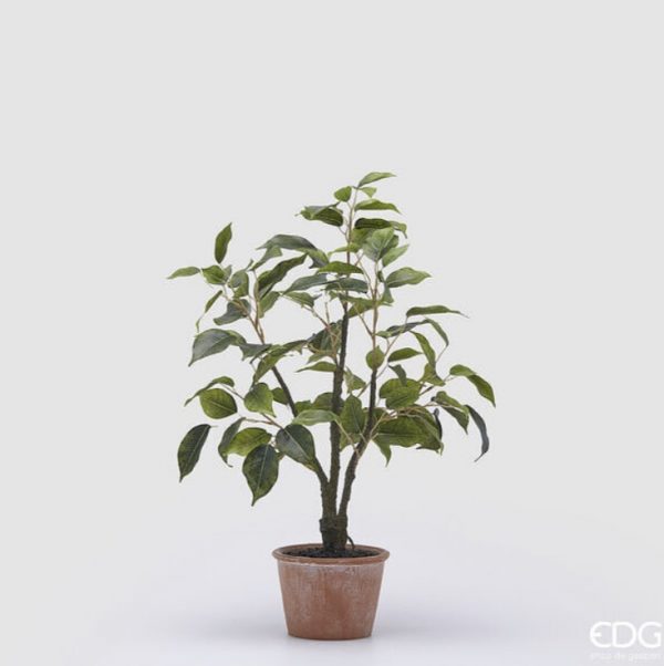 Ficus con vaso H51