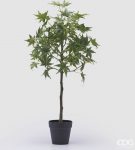Acero con vaso H 76