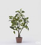Ficus con vaso H60