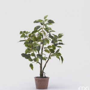 Ficus con vaso H60
