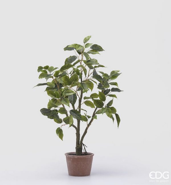 Ficus con vaso H60