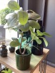 Ficus chic H64cm