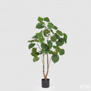 Pianta Paulonia con vaso H120