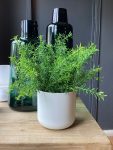 Rosmarino real in vaso H30