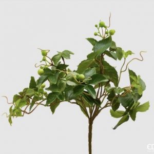 Verde partenuco H30