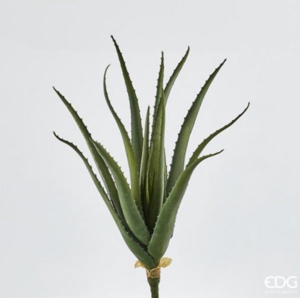 Aloe west pianta H50