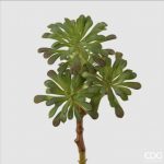 Succulent west pick H30