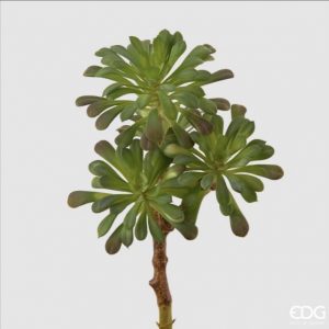 Succulent west pick H30