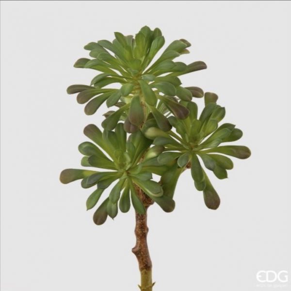 Succulent west pick H30