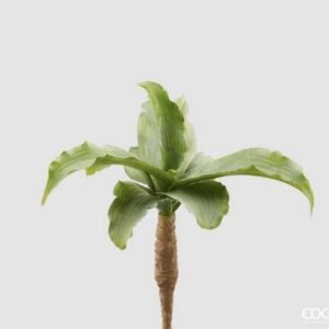 Agave bell pianta H28 D38