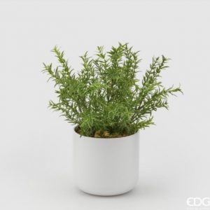 Rosmarino real in vaso H30