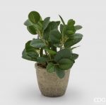 Piantina menta con vaso H22