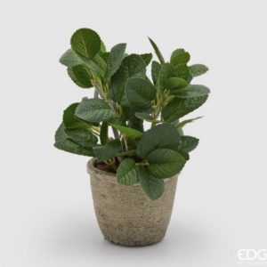 Piantina menta con vaso H22