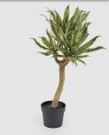 Agave chic H70