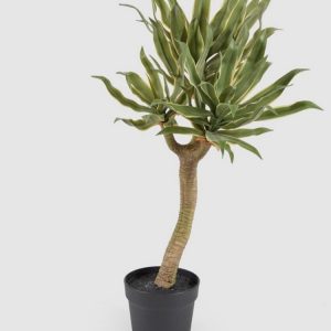 Agave chic H70