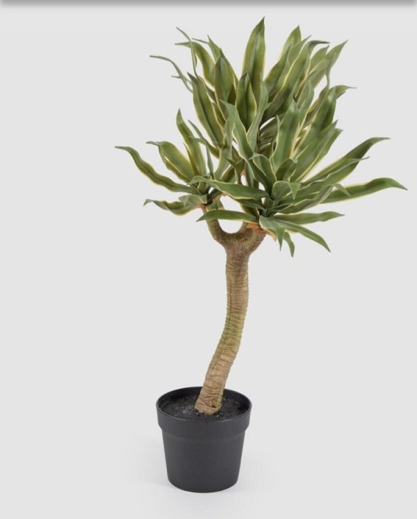 Agave chic H70