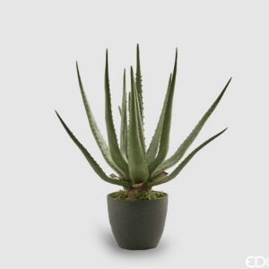 Aloe chic con vaso H55