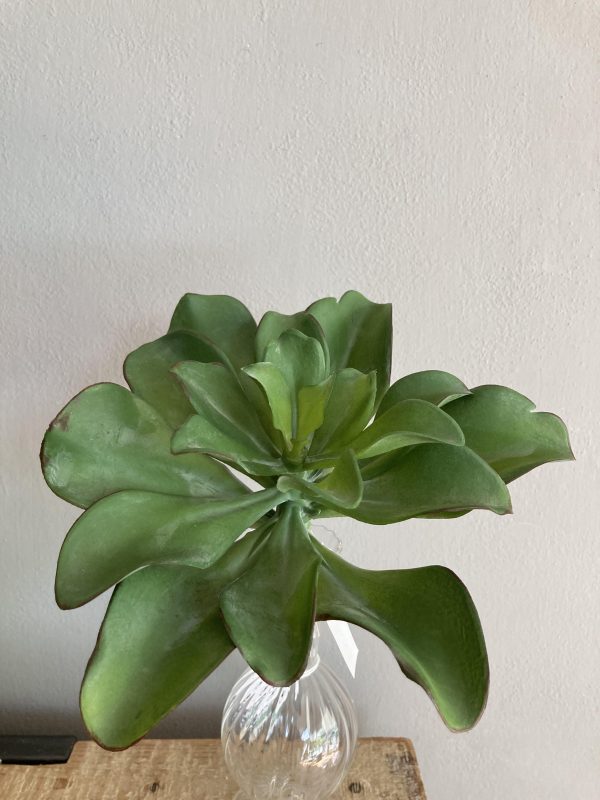 Succulent Pick H18