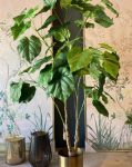 Pianta Paulonia con vaso H120