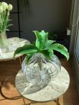 Agave bell pianta H28 D38