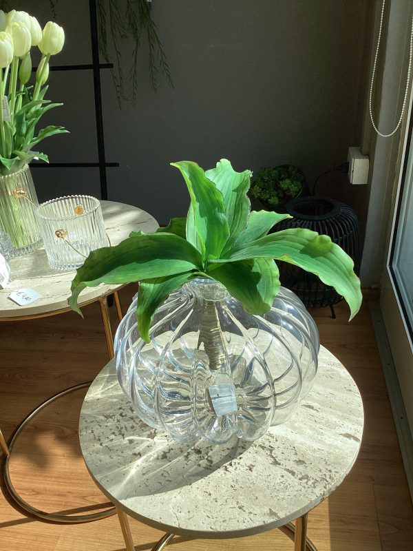 Agave bell pianta H28 D38