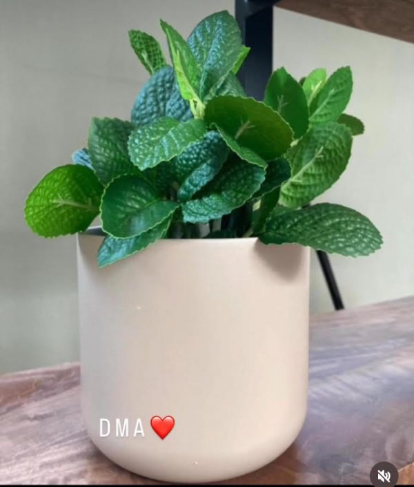 Piantina menta con vaso H22