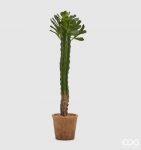 Cactus in vaso H74
