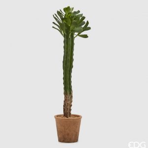 Cactus in vaso H74