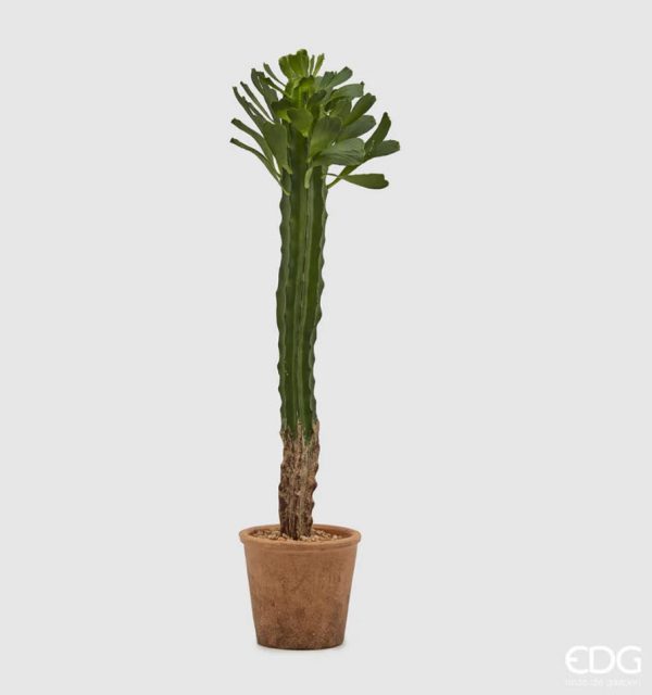 Cactus in vaso H74