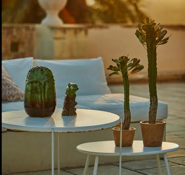 Cactus in vaso H74