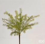 Asparagus bell cespuglio H50