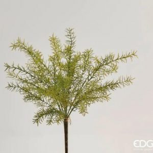 Asparagus bell cespuglio H50