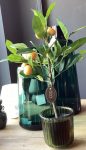 mandarino con vaso H48