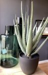 Aloe chic con vaso H55