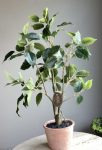 Ficus con vaso H51