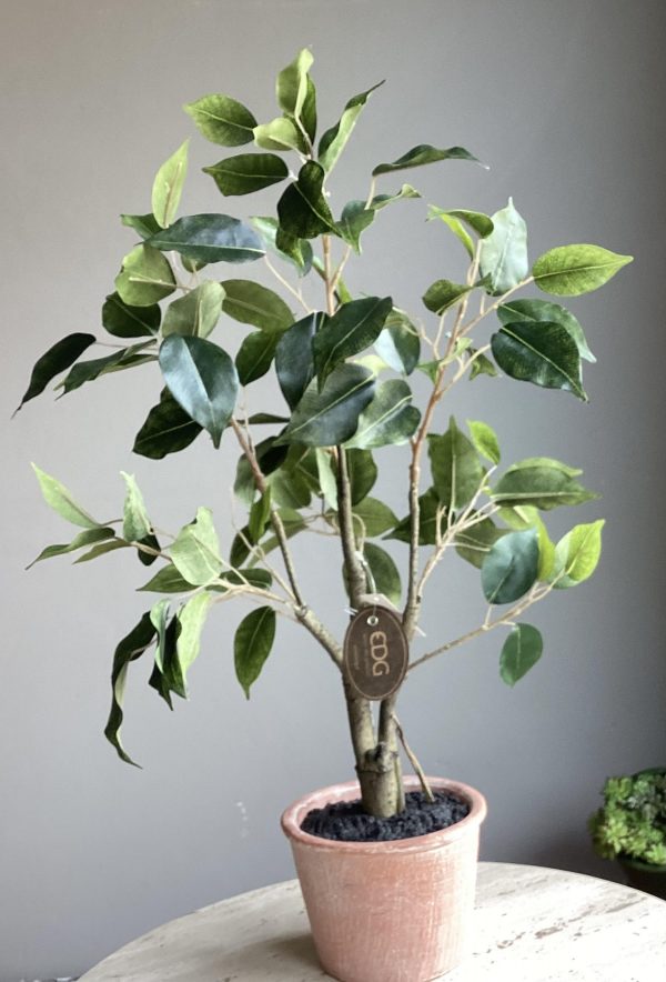 Ficus con vaso H51