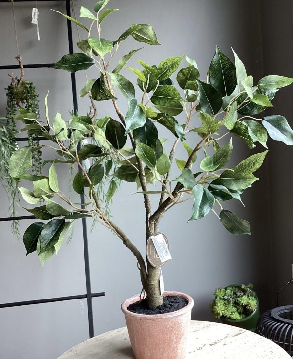 Ficus con vaso H60
