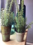 Rosmarino con vaso H38