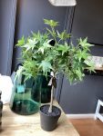 Acero con vaso H 76