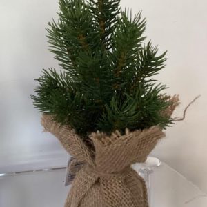 Mini alberino H 25 cm